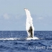 whale_humpback_h_00547_dom2595.jpg